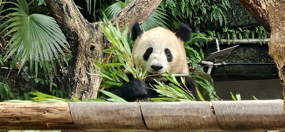 Sichuan: Un Vibrante destino repleto de tesoros por descubrir.