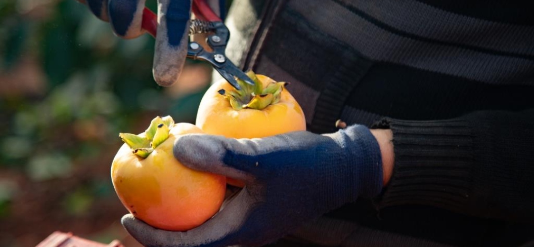 EU FRUIT BASKET presenta en Madrid su campaña para impulsar el consumo de fruta en España. 