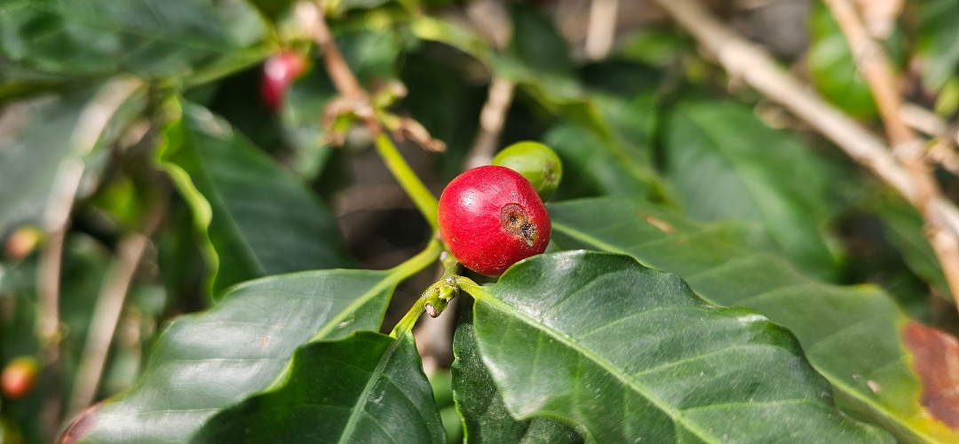 Finca La Laja: vinos y café en un entorno idílico. 